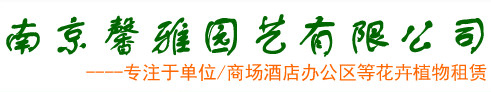 南京绿植租赁